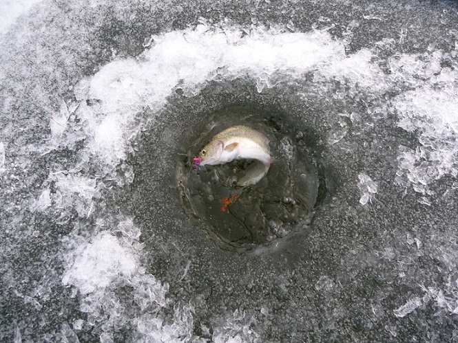 ice-fishing 12-26-11 003.JPG