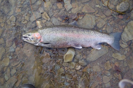 big%20lake%20erie%20steelhead%20trout[1].jpg