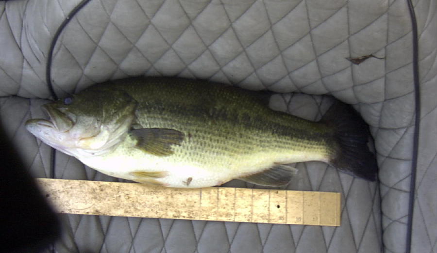 August 15, 2012 6.87 Largie on shallow crankbait inside weedline.jpg