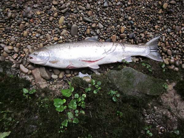 steelhead-on-the-bank-2.jpg