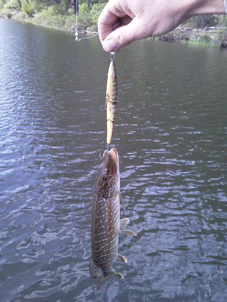 Tiny Pike.jpg