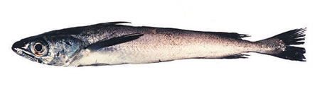 hake.jpg