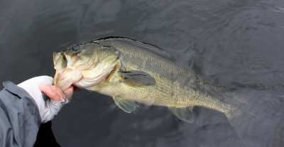 bass small.jpg