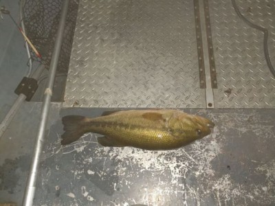 5lb bass2.jpg