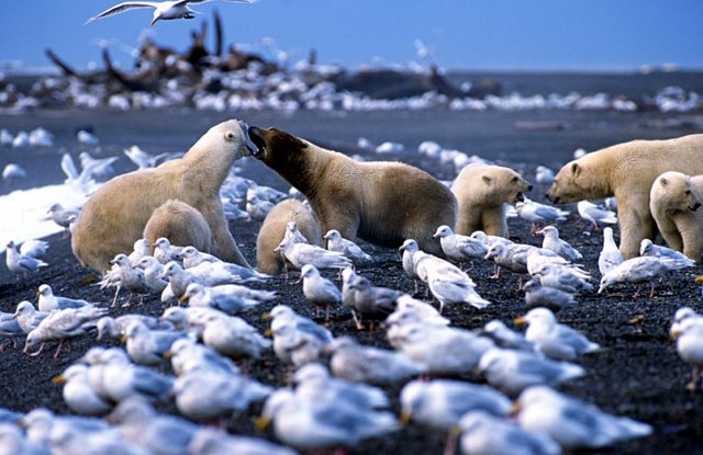 PolarBears2.jpg