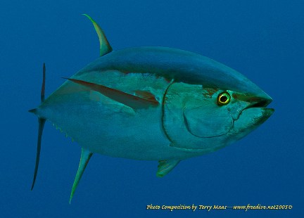 maas_yellowfin3.jpg