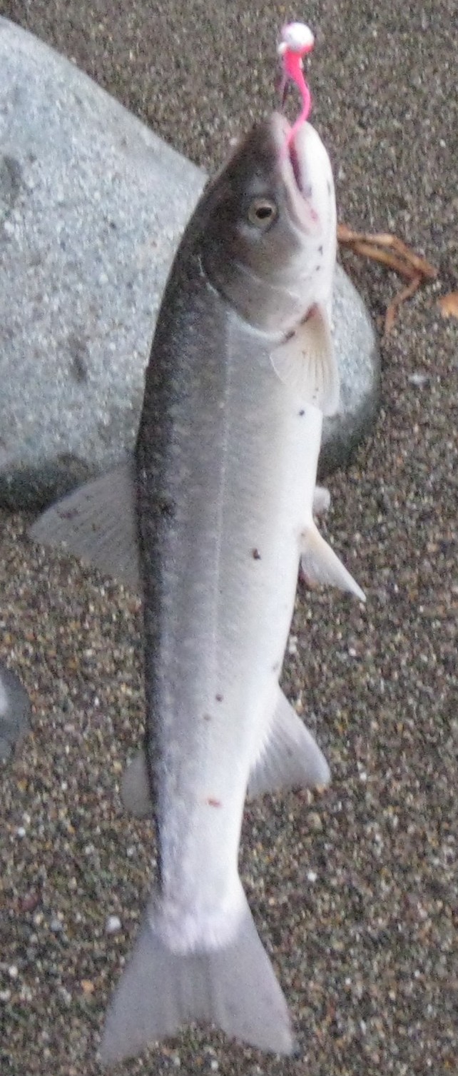 SnoqualmieTrout.JPG