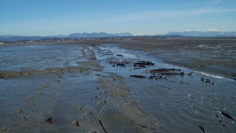 Sturgeon_mud_1.jpg