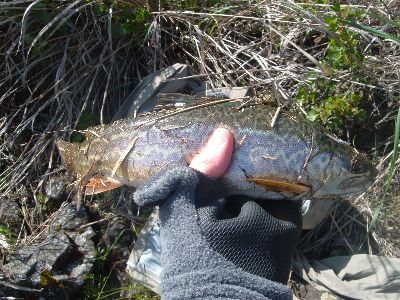 tiger-trout.jpg