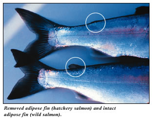 two_fins.jpg