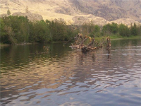 bird_stump_rufus-w200-h200.jpg