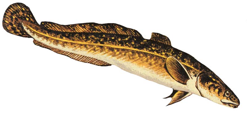 Burbot_2.jpg