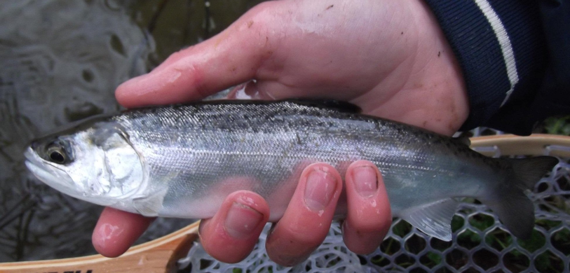 McAleer Coho.jpg