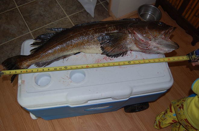 may 1st lingcod 2013 005r.jpg