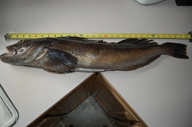 May 15th 2013 lingcod 2r.jpg