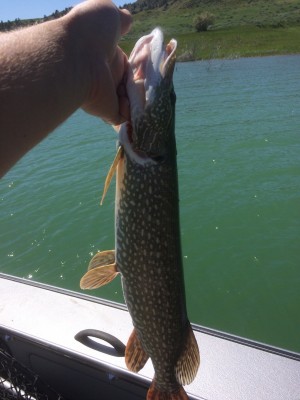 28 inch pike resized.JPG