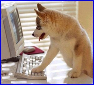 husky on computer.jpg