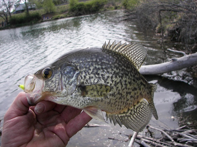 Crappie_4-25-10_018.JPG