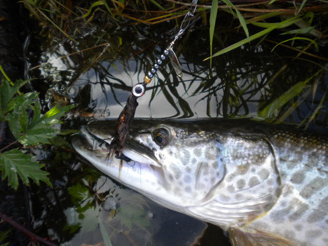 lures%26fish%20006.jpg