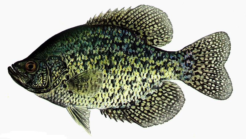 CRAPPIE2.jpg